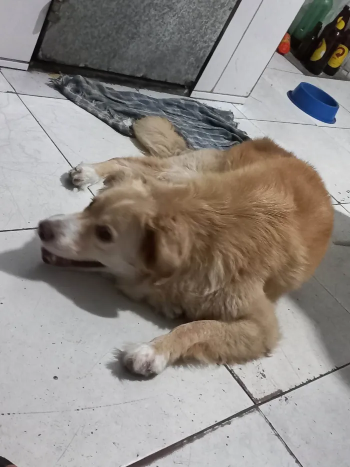 Cachorro ra a SRD-ViraLata idade 6 ou mais anos nome Thor 