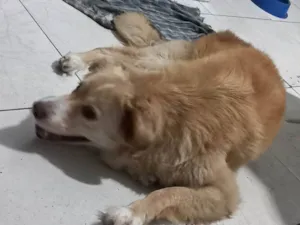 Cachorro raça SRD-ViraLata idade 6 ou mais anos nome Thor 