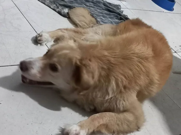 Cachorro ra a SRD-ViraLata idade 6 ou mais anos nome Thor 