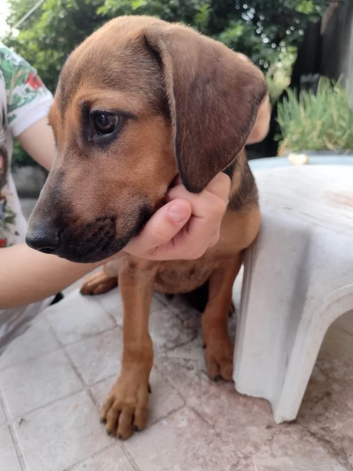 Cachorro ra a Mestiço Fila com Pastor Alemão idade 2 a 6 meses nome Filhotes Fila/Pastor Alemão