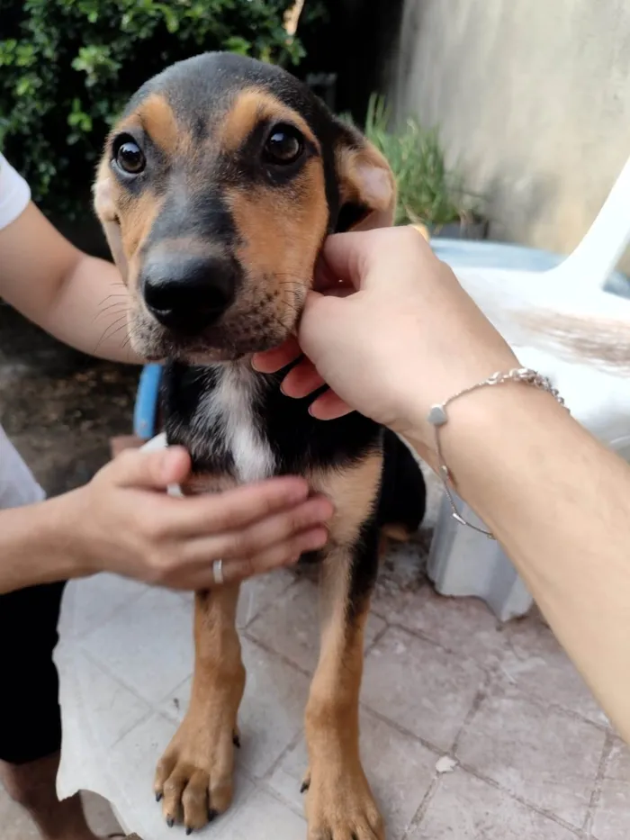 Cachorro ra a Mestiço Fila com Pastor Alemão idade 2 a 6 meses nome Filhotes Fila/Pastor Alemão