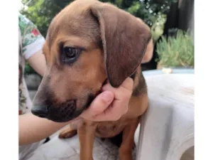 Cachorro raça Mestiço Fila com Pastor Alemão idade 2 a 6 meses nome Filhotes Fila/Pastor Alemão