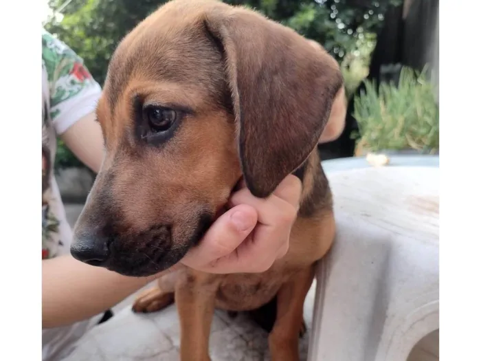 Cachorro ra a Mestiço Fila com Pastor Alemão idade 2 a 6 meses nome Filhotes Fila/Pastor Alemão