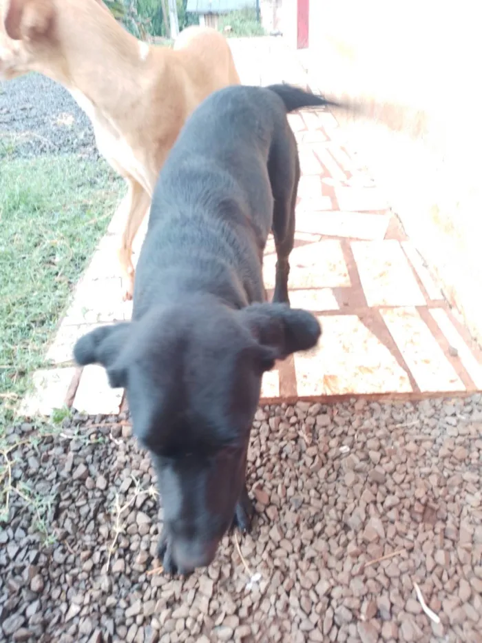 Cachorro ra a Labrador idade 2 anos nome Biela 