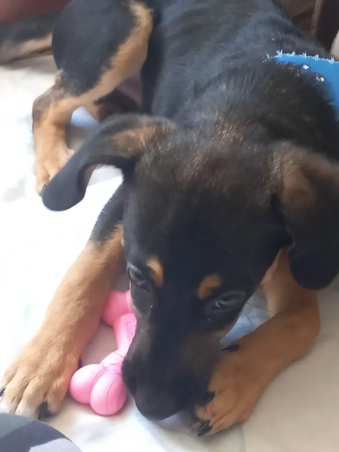 Cachorro ra a SRD-ViraLata idade 2 a 6 meses nome Mayke 