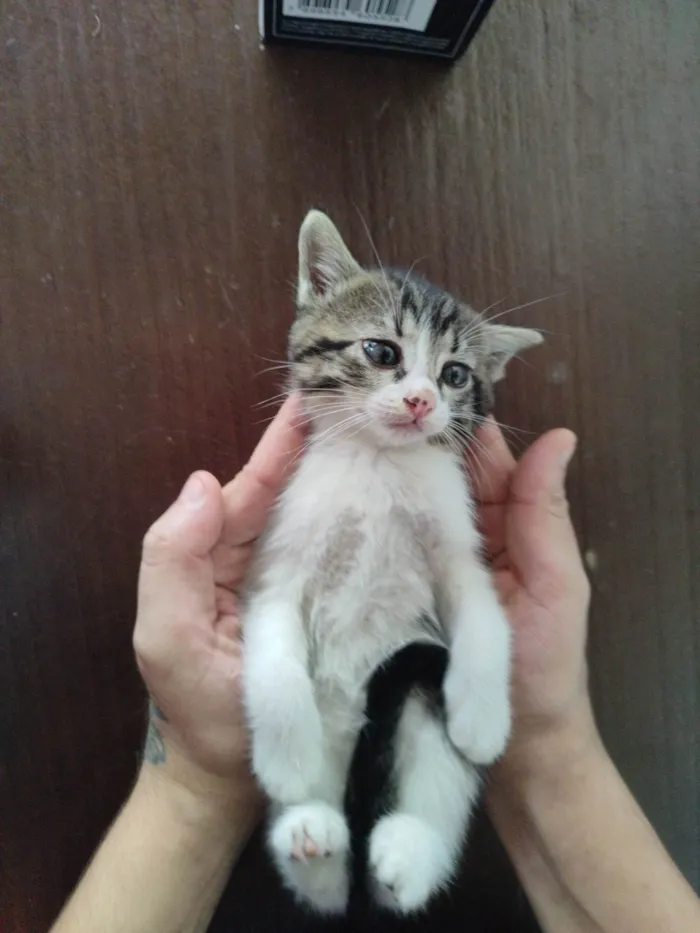 Gato ra a Mestiço idade Abaixo de 2 meses nome Paty 