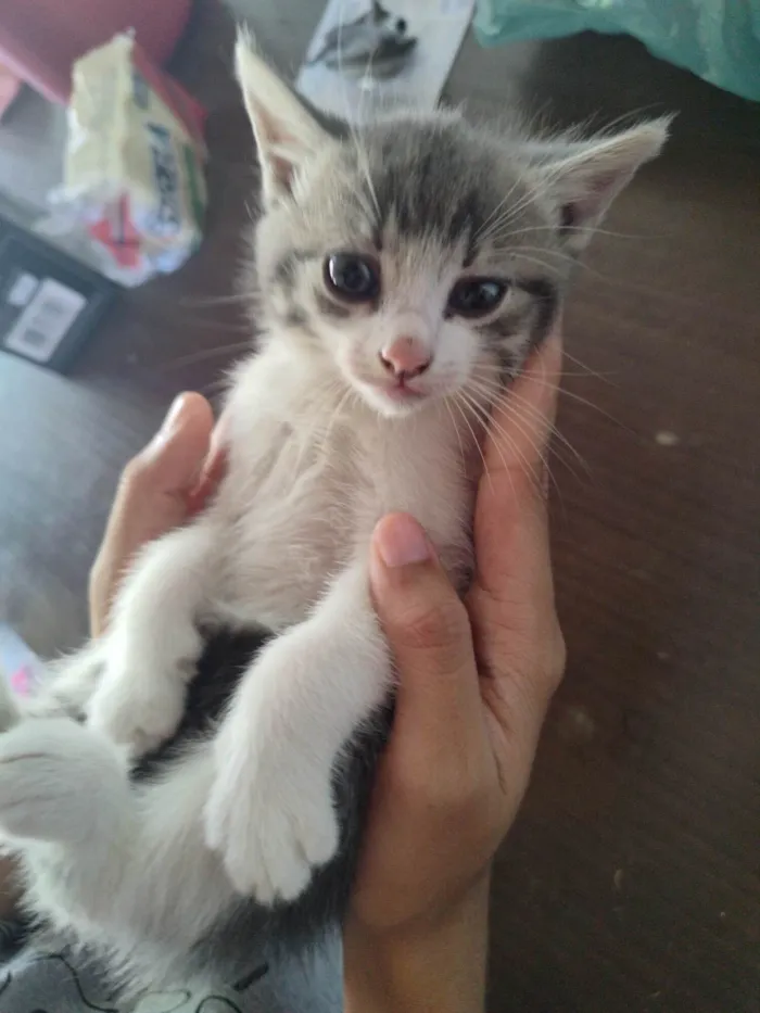 Gato ra a Mestiço idade Abaixo de 2 meses nome Paty 