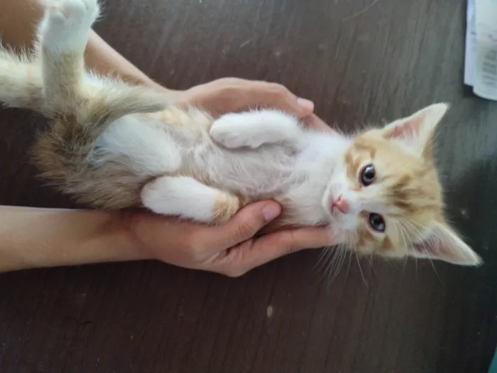 Gato ra a Mestiço idade Abaixo de 2 meses nome Paty 