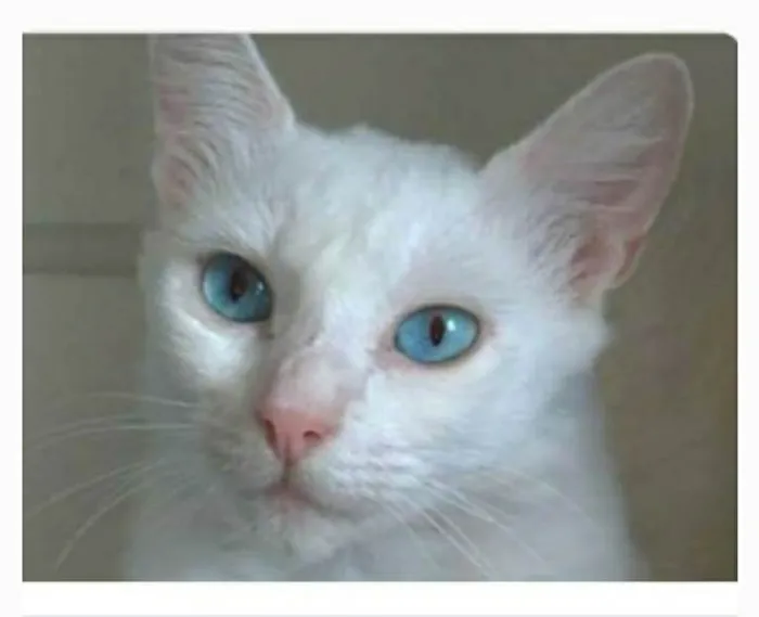 Gato ra a srd idade 2 a 6 meses nome MAITÊ 