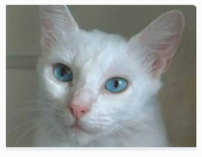 Gato ra a srd idade 2 a 6 meses nome MAITÊ 