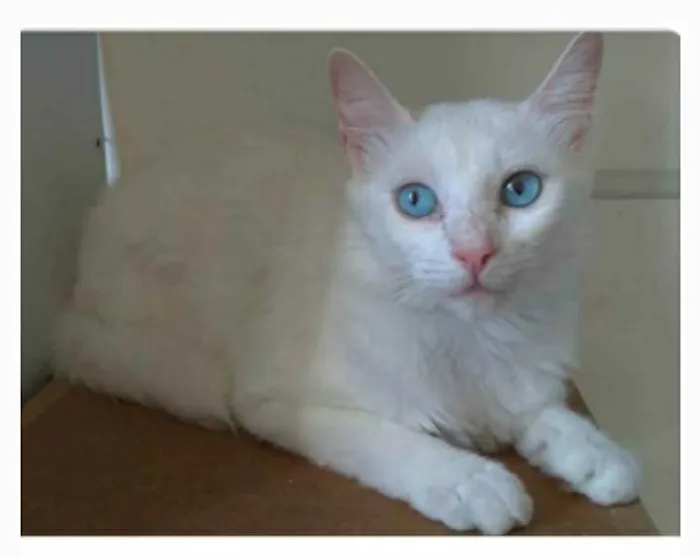 Gato ra a srd idade 2 a 6 meses nome MAITÊ 