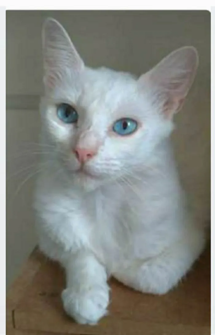 Gato ra a srd idade 2 a 6 meses nome MAITÊ 