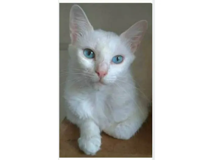 Gato ra a srd idade 2 a 6 meses nome MAITÊ 