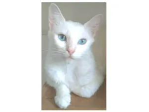 Gato raça srd idade 2 a 6 meses nome MAITÊ 