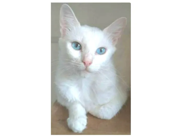 Gato ra a srd idade 2 a 6 meses nome MAITÊ 