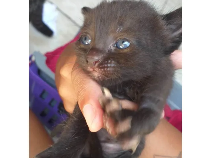 Gato ra a Bombaim idade Abaixo de 2 meses nome Sem nome