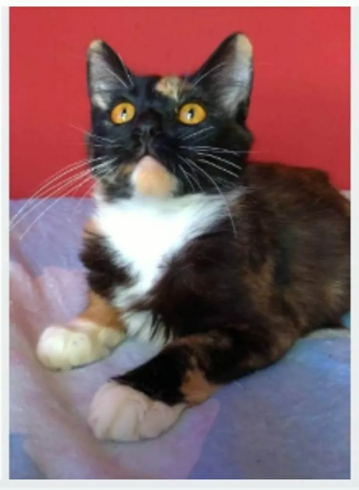 Gato ra a srd idade 7 a 11 meses nome SCARLLET