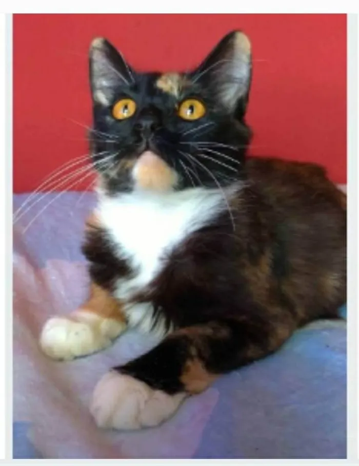 Gato ra a srd idade 7 a 11 meses nome SCARLLET
