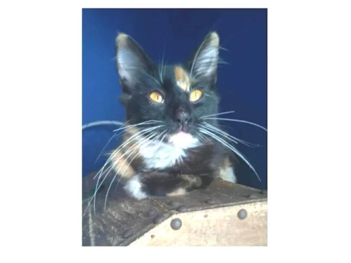 Gato ra a srd idade 7 a 11 meses nome SCARLLET
