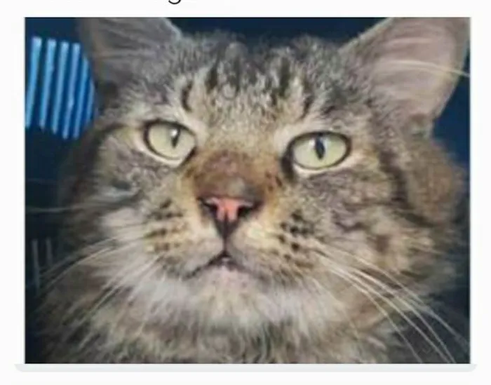 Gato ra a srd tigradinho idade 1 ano nome IRON