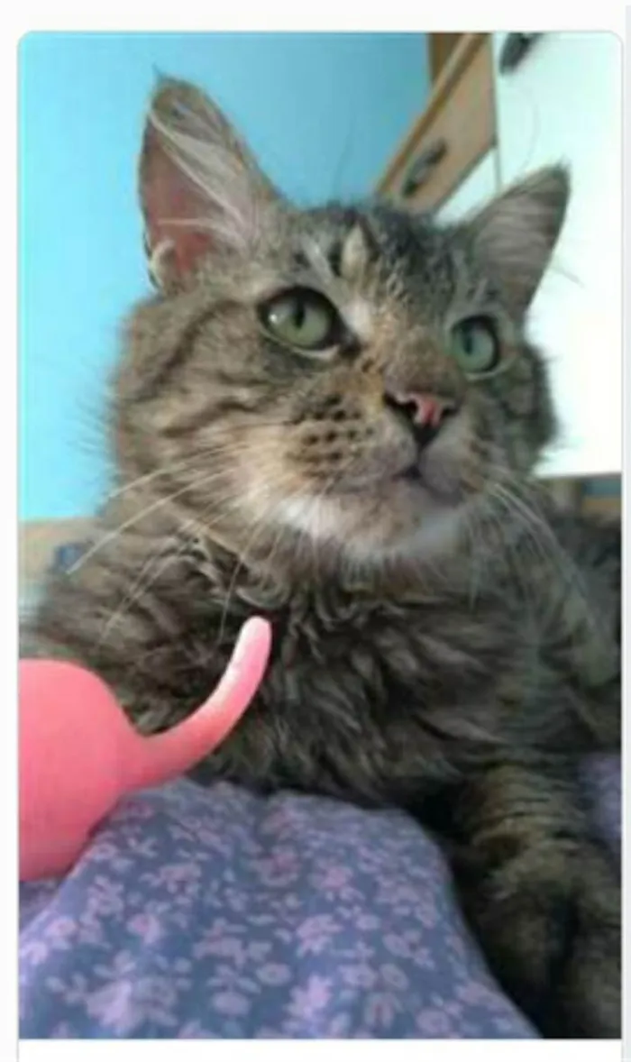 Gato ra a srd tigradinho idade 1 ano nome IRON