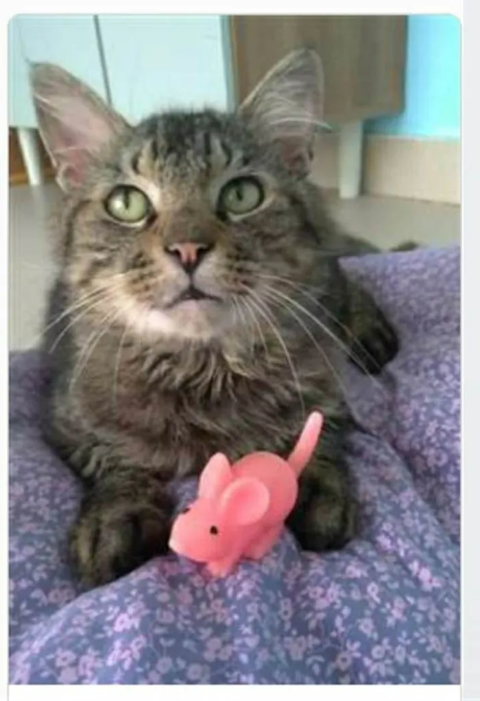 Gato ra a srd tigradinho idade 1 ano nome IRON