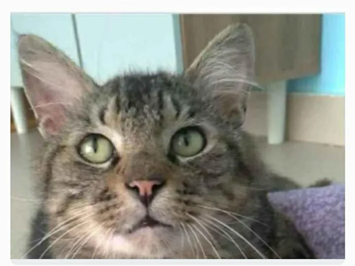 Gato ra a srd tigradinho idade 1 ano nome IRON