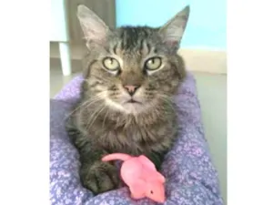 Gato raça srd tigradinho idade 1 ano nome IRON