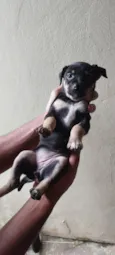 Lola