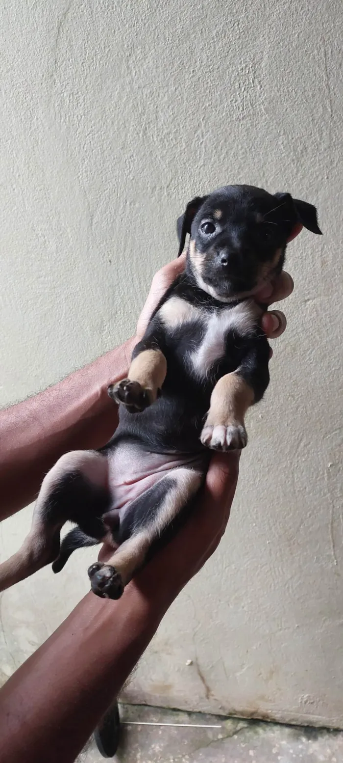 Cachorro ra a SRD-ViraLata idade Abaixo de 2 meses nome Lola