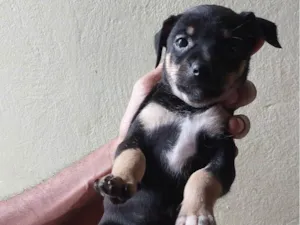 Cachorro raça SRD-ViraLata idade Abaixo de 2 meses nome Lola