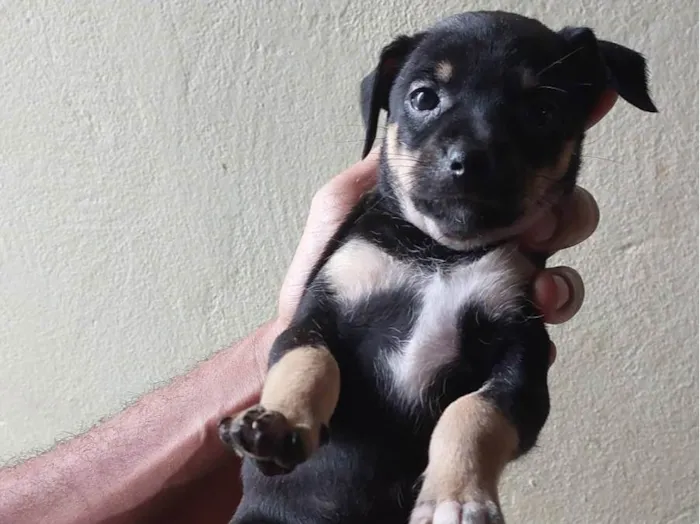 Cachorro ra a SRD-ViraLata idade Abaixo de 2 meses nome Lola