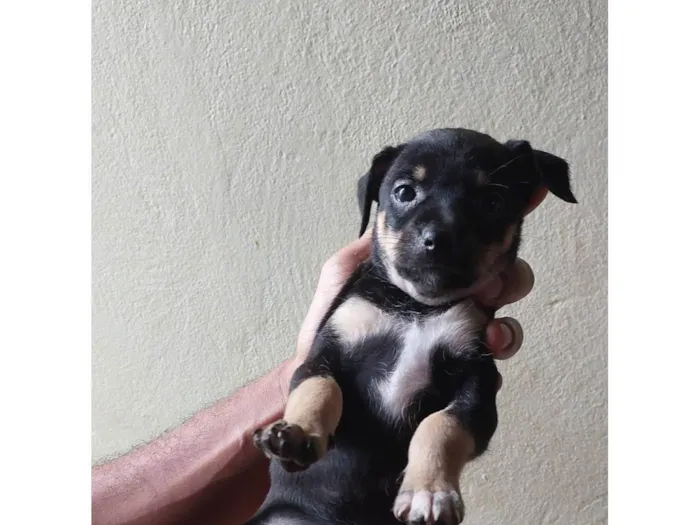 Cachorro ra a SRD-ViraLata idade Abaixo de 2 meses nome Lola