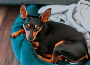 Cachorro raça Pinscher idade 7 a 11 meses nome Lua