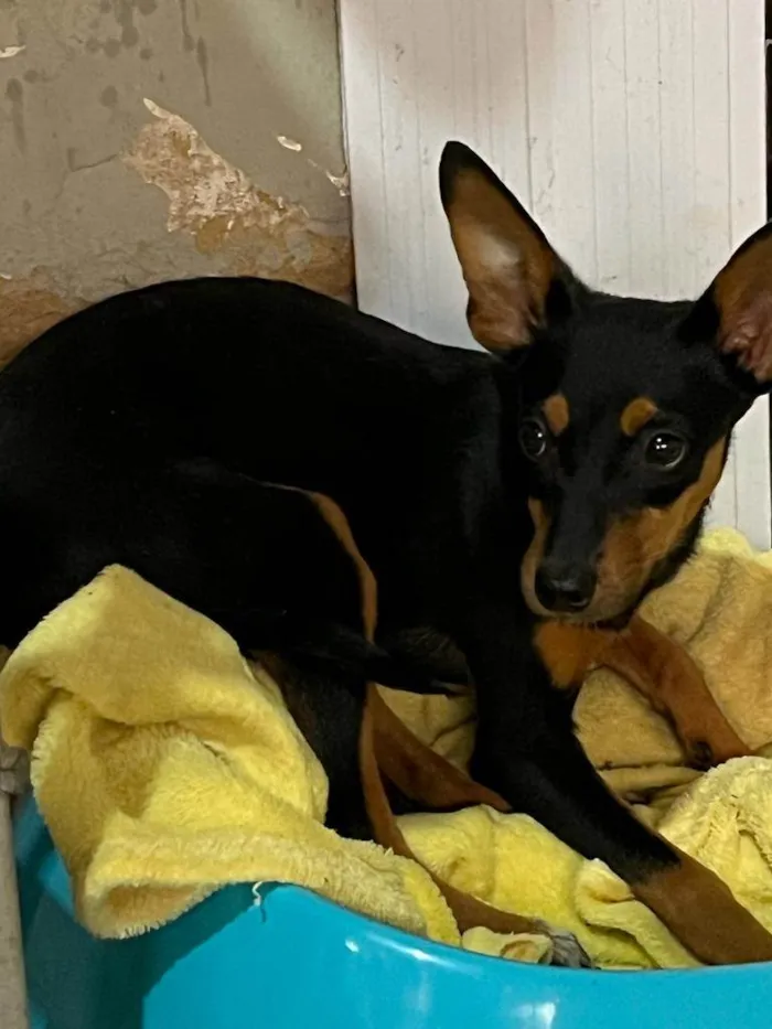 Cachorro raça Pinscher idade 7 a 11 meses nome Lua
