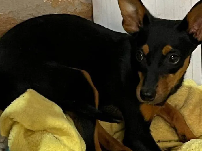 Cachorro raça Pinscher idade 7 a 11 meses nome Lua
