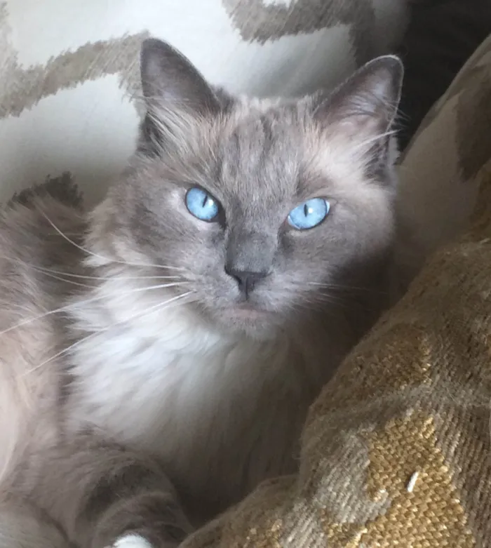 Gato ra a Ragdoll idade 6 ou mais anos nome GRATIFICA - 1.000,00