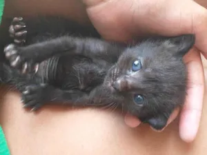 Gato raça Bombaim idade Abaixo de 2 meses nome Sem nome