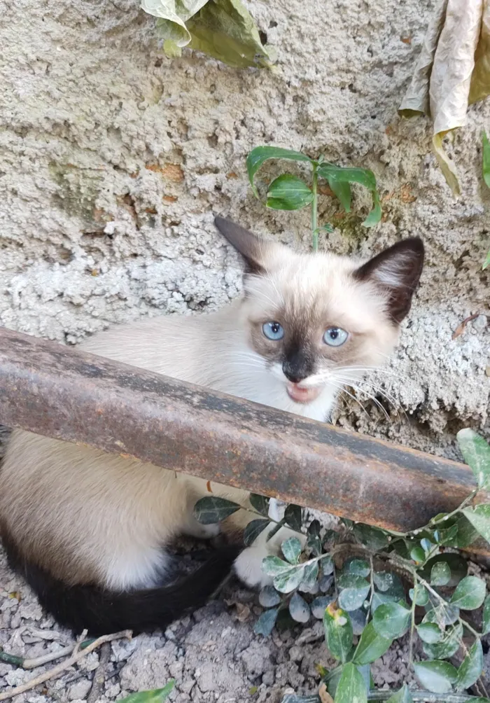 Gato ra a  idade 2 a 6 meses nome Florzinha 