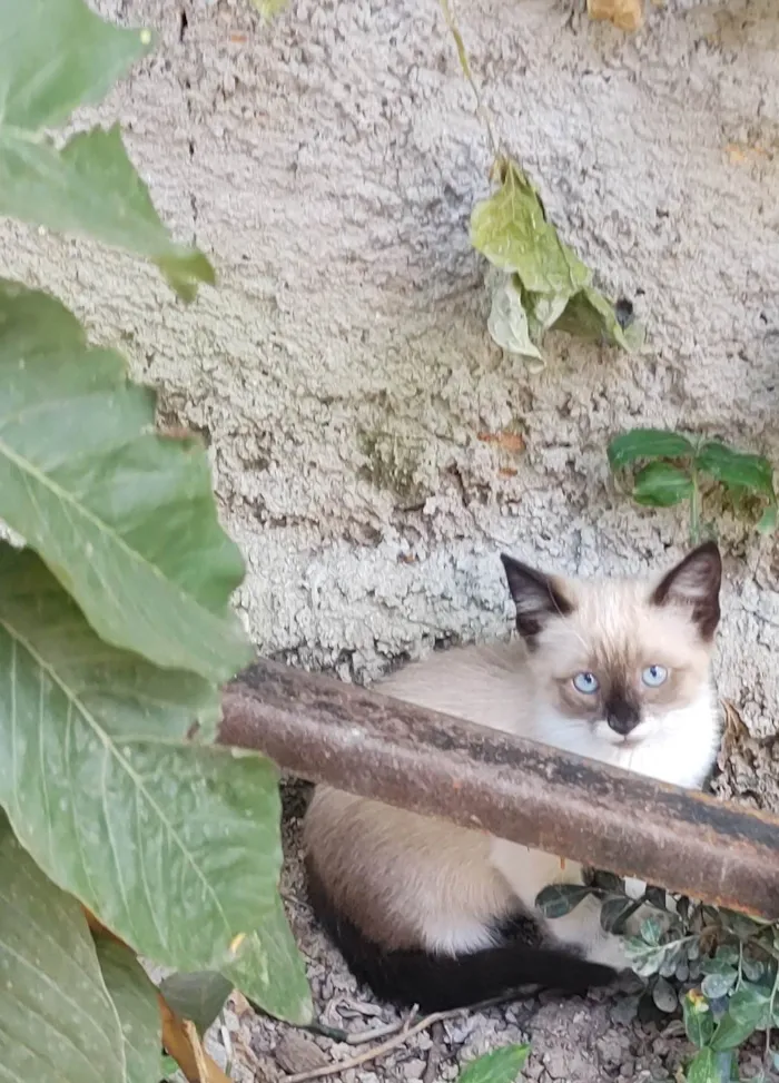 Gato ra a  idade 2 a 6 meses nome Florzinha 