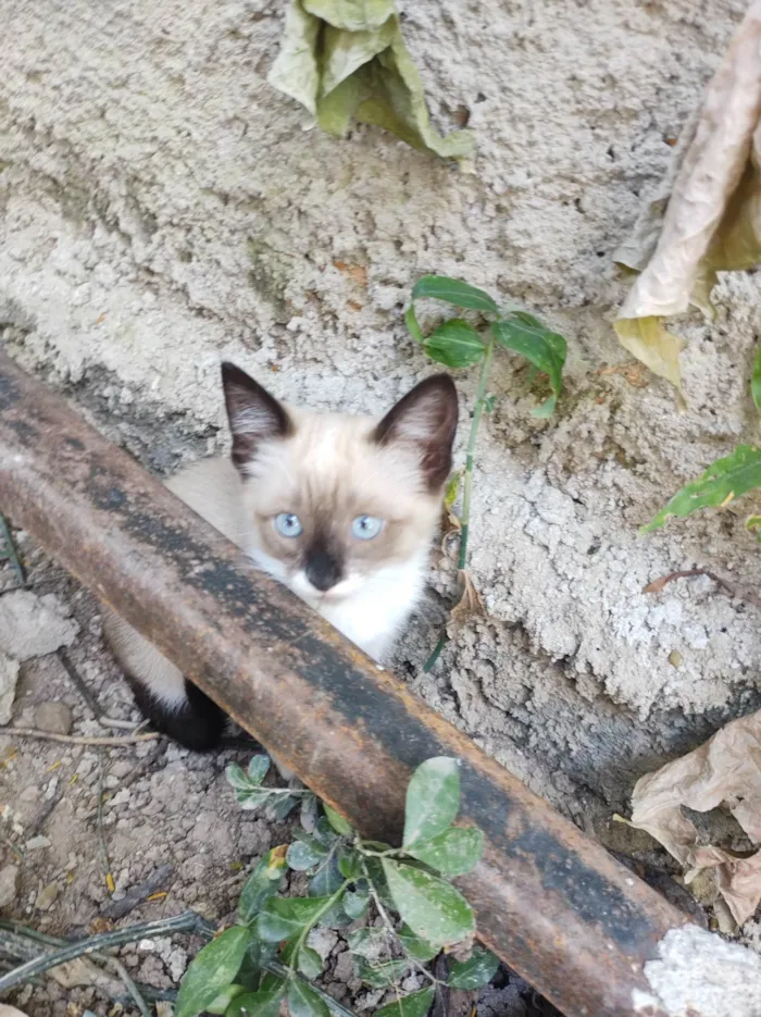 Gato ra a  idade 2 a 6 meses nome Florzinha 