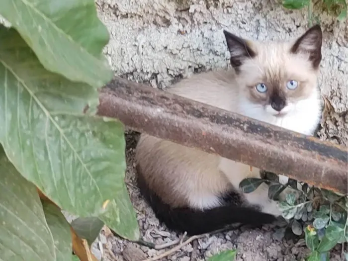 Gato ra a  idade 2 a 6 meses nome Florzinha 