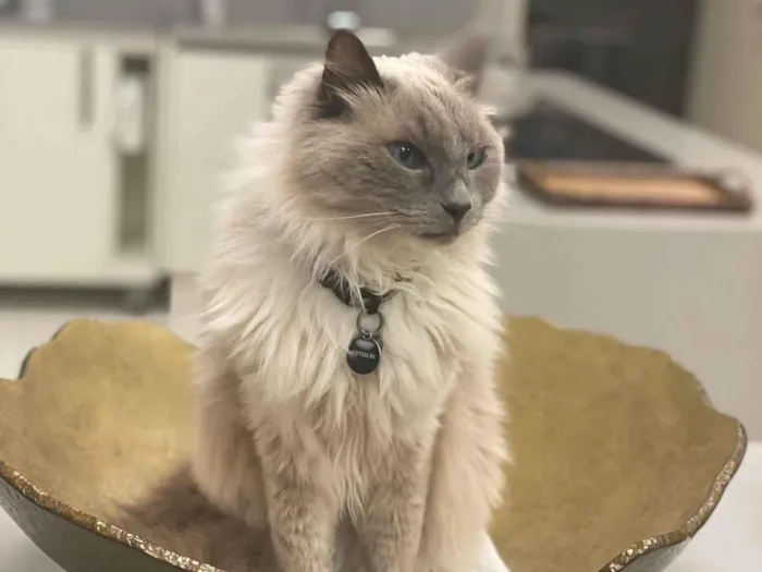 Gato ra a Ragdoll idade 6 ou mais anos nome GRATIFICA - 1.000,00