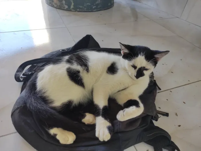 Gato ra a  idade 2 a 6 meses nome Galo e Léo 