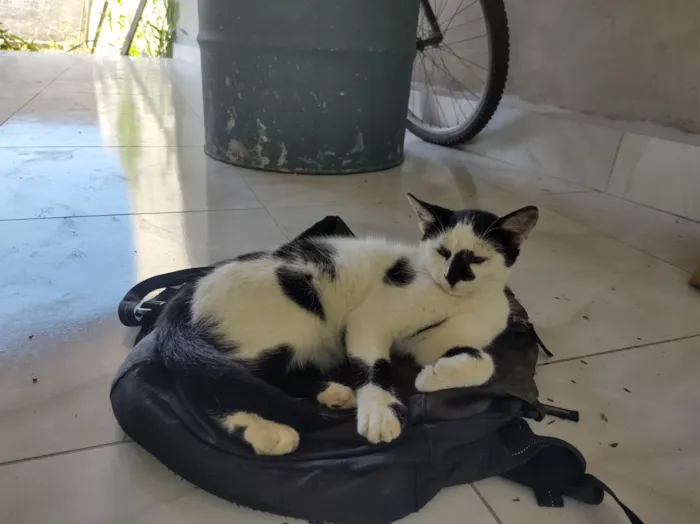 Gato ra a  idade 2 a 6 meses nome Galo e Léo 