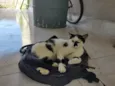 Galo e Léo