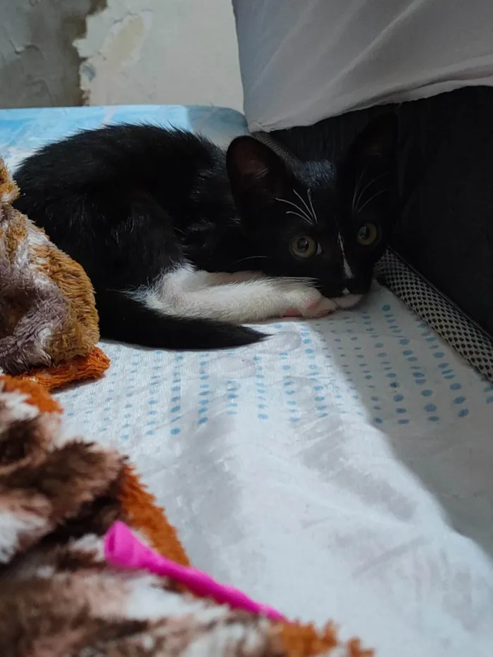 Gato ra a SRD-ViraLata idade 2 a 6 meses nome Frajola