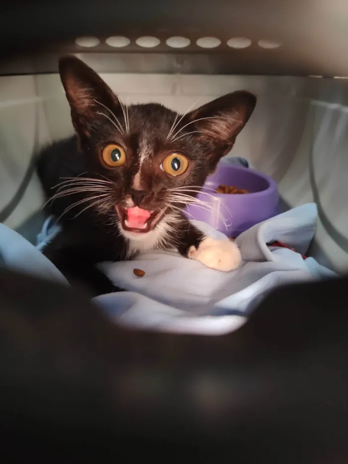 Gato ra a SRD-ViraLata idade 2 a 6 meses nome Frajola