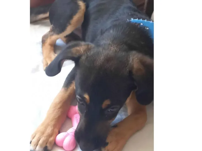 Cachorro ra a SRD-ViraLata idade 2 a 6 meses nome Mayke 