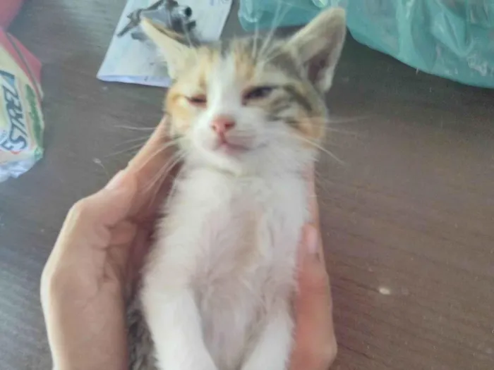 Gato ra a Mestiço idade Abaixo de 2 meses nome Paty 
